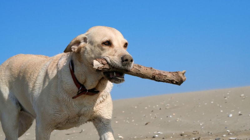 Labrador Retriever