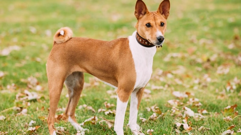 Basenji