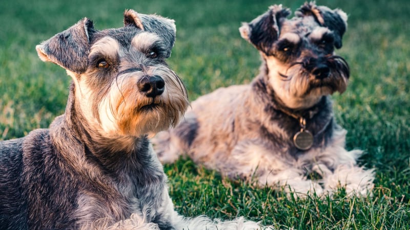 Mittelschnauzer 