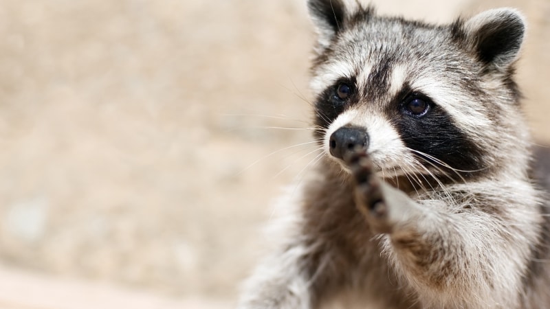 Waschbär zu Hause