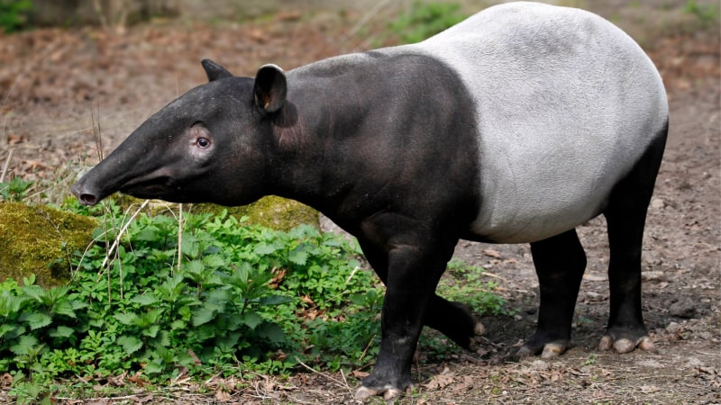 Tapir