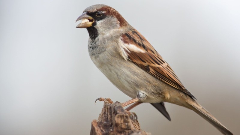 Kleine polnische Vögel Sperling